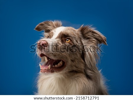 The dog photography in the pet photo studio