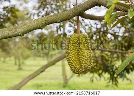 A fresh durian on tree on organic farm on hill, It fresh on before keep for sale, eat and export ,Durian is king of fruit