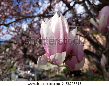 A closeup of beautiful pink magnolias blossom on the tree against the blue sky
