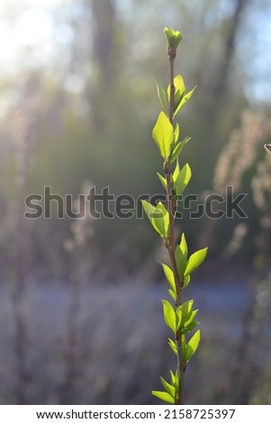Branch with buds at an early stage of development. Spring flowering bushes. Waking up nature on a bright sunny spring day.