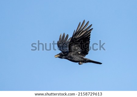 A closeup shot of carrion crow with corn kernels in its beak flying in blue bright sky Royalty-Free Stock Photo #2158729613
