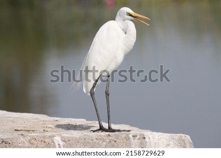 A closeup of a Great egret near a lake