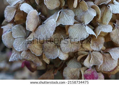 dry hydrangea flower close up in winter garden