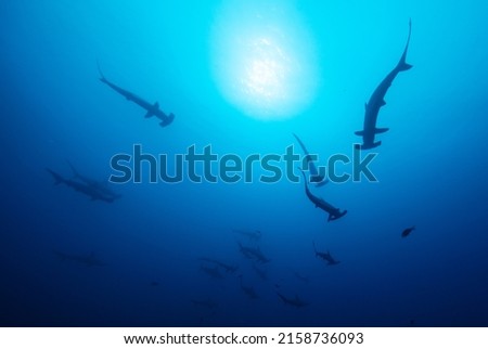 Hammer head shark underwater photography