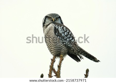 The portrait of the Northern hawk-owl looking at us standing on the branch in a blue sky background