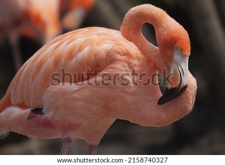 A shallow focus shot of a flamingo