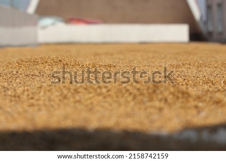 The grains are being dried in the sun. Close picture of grain. Bajriga bird food.