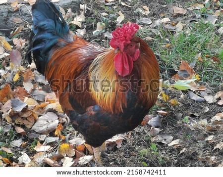 Beautiful rooster with colorful feathers and tail