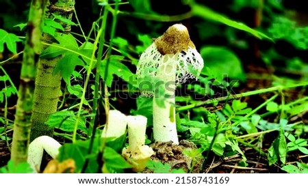 Bamboo pulp mushrooms are distributed in all regions of Thailand.  Often grows as a single flower on the ground with decaying leaves.  found in the rainy season  The distinctive feature that is the or