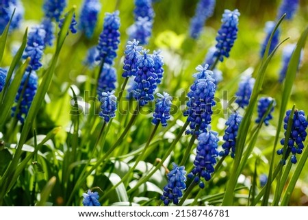 Muscari flowers, Muscari armeniacum, Grape Hyacinths spring flowers blooming in april and may. Muscari armeniacum plant with blue flowers Royalty-Free Stock Photo #2158746781