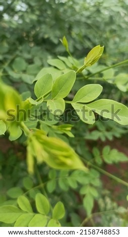 green leaves with beautiful flowers