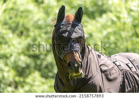 Fly protection during summertime: Portrait of a horse wearing a fly protection rug on a pasture in summer outdoors Royalty-Free Stock Photo #2158757893
