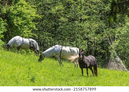 Fly protection during summertime: Portrait of a horse wearing a fly protection rug on a pasture in summer outdoors Royalty-Free Stock Photo #2158757899