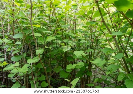 Japanese Knot weed very fast growing highly invasive plant very difficult to remove Royalty-Free Stock Photo #2158761763