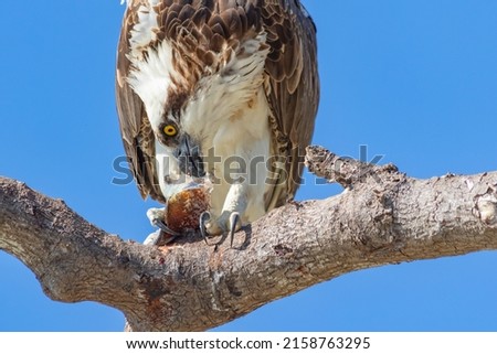 A low angle shot of a wild Osprey bird on a tree branch in Florida