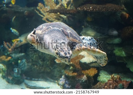 A closeup shot of a Hawksbill sea turtle underwater with light