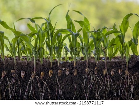 Young shoots of corn with roots isolated on white Royalty-Free Stock Photo #2158771117
