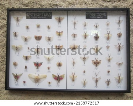 various types of insects that are preserved and used as decorations