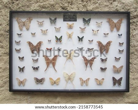 various types of insects that are preserved and used as decorations 6