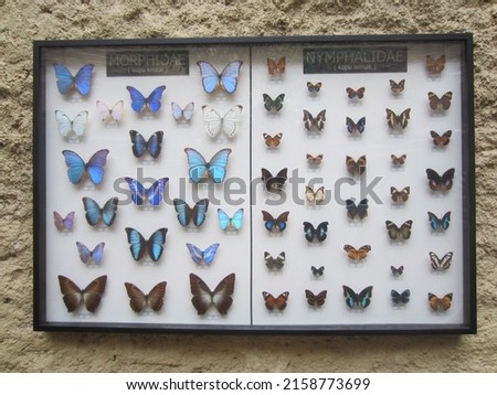 various types of insects that are preserved and used as decorations 7