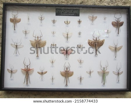 various types of insects that are preserved and used as decorations 10