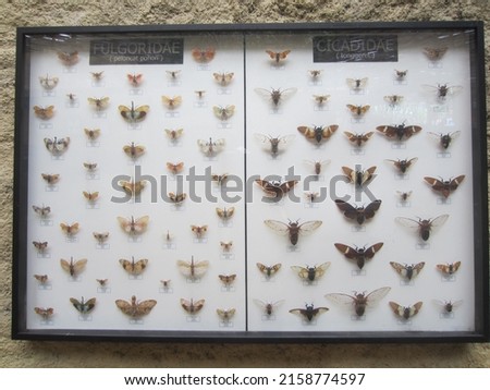 various types of insects that are preserved and used as decorations 11