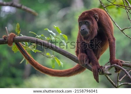A Howler monkey in Amazon Jungle