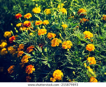 vintage photo of marigolds flowers