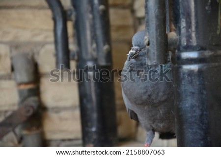 closeup shot of  blind pigeon the sign of peace in gray colors
