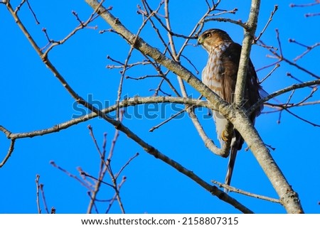 The common kestrel (Falco tinnunculus), a bird of prey