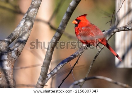A closeup shot of the northern cardinal (Cardinalis cardinalis) sitting on the tree Royalty-Free Stock Photo #2158807347