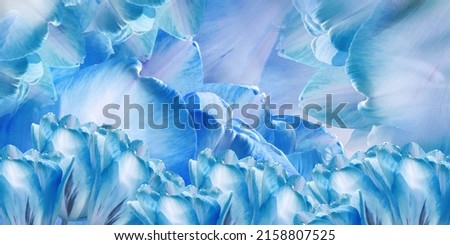Flowers blue  tulips.  Floral  spring  background. Petals tulips. Close-up. Nature.