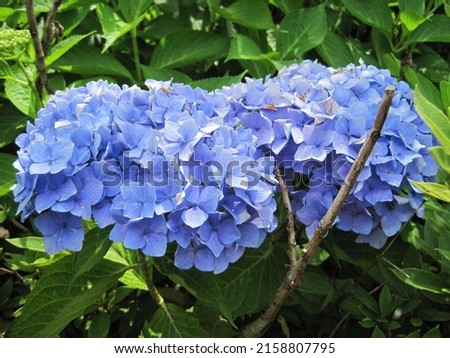     Pictures of blue-purple hydrangea flowers.                           