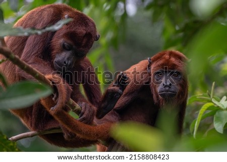 A closeup shot of Howler monkeys in jungles, Iquitos, Peru