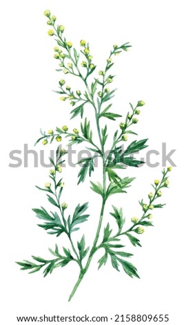 Watercolor hand drawn illustration Absinthe herb isolated on white background. Medicinal plant Artemisia absinthium Royalty-Free Stock Photo #2158809655