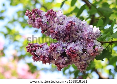 Lilac blossom, selective focus. Photo for covers of calendars, notebooks, banners or magazines. Natural floral background.