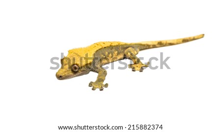 lizard crested gecko (rhacodactylus ciliatus)  isolated on white background - stock photo