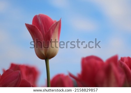 Pink Dynasty Tulip  with sky and clouds in the background Royalty-Free Stock Photo #2158829857