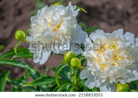 White peony in the garden close-up photo