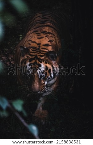 A closeup of a tiger in the jungle