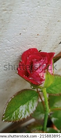 Rose flower in garden in rainy day