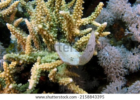 An open sea shell on a piece of hard coral in the Red Sea, Egypt