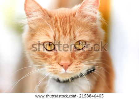 Portrait of a beautiful red domestic cat, close-up.