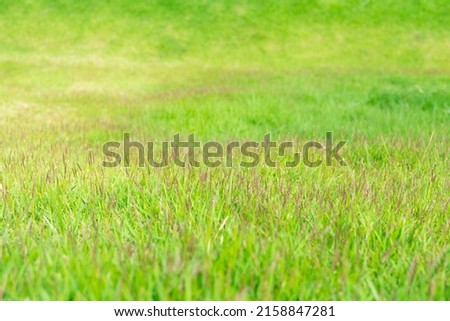 growing grass in the green area 