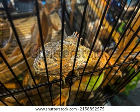 a lizard sleeping in a cage. Selective focus.