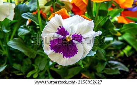 Multicolored inflorescences of early spring ornamental bedding flowers called Pansy, common in the city of Białystok in Podlasie, Poland.