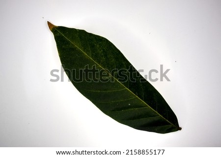 a sprig of fresh green leaf (white background)