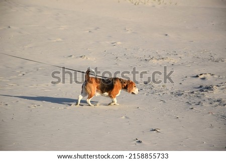 A ginger Estonian Hound dog walking on the sands of a beach Royalty-Free Stock Photo #2158855733