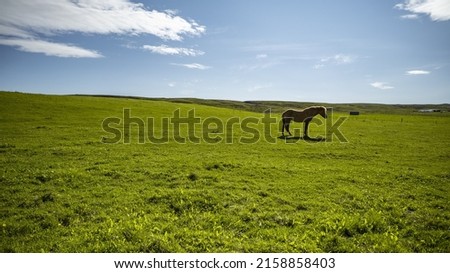 The horse grazing in the green meadow  Iceland 