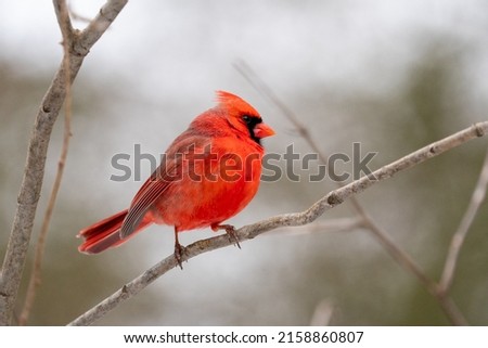 A closeup of the northern cardinal, Cardinalis cardinalis  Royalty-Free Stock Photo #2158860807
